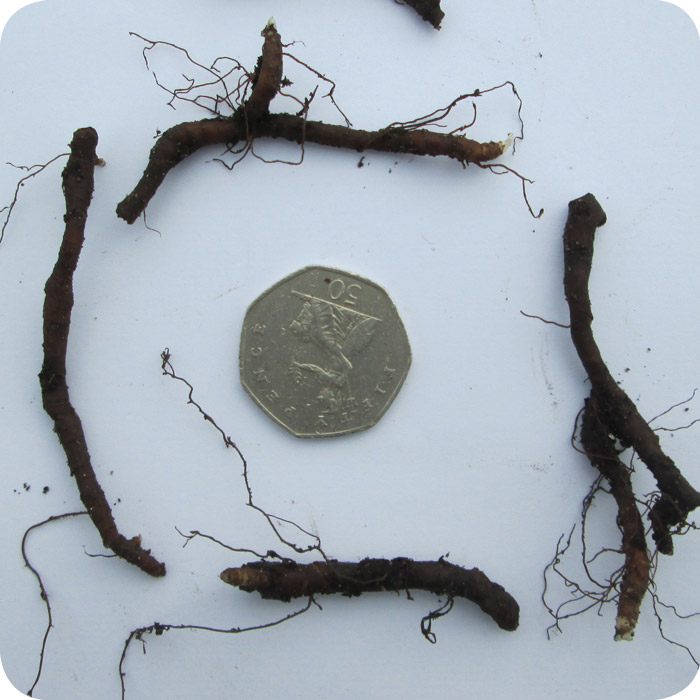 Wood Anemone (Anemone nemorosa) rhizomes