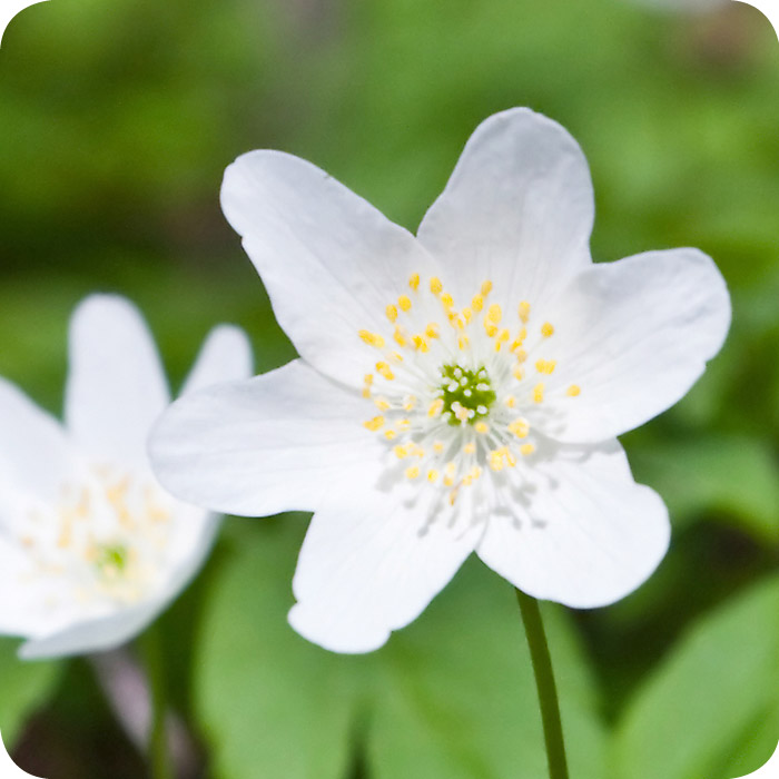 Wood Anemone (Anemone nemorosa) rhizomes