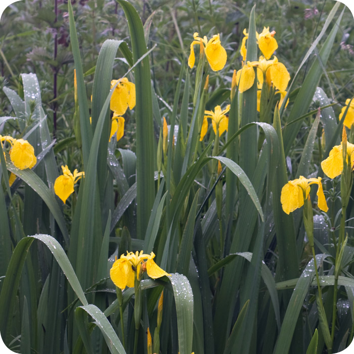 Yellow Flag (Iris pseudacorus) plug plants