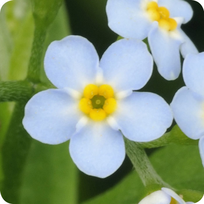 Water (Myosotis scorpioides) plug plants