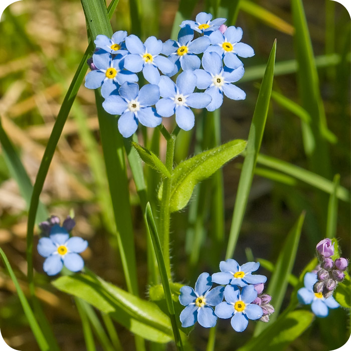 Wood (Myosotis sylvatica) plug plants Wood (Myosotis sylvatica) plug plants
