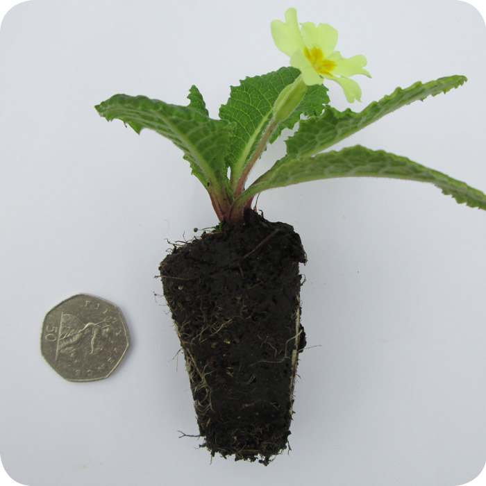 Primrose (Primula vulgaris) plug plants Primrose (Primula vulgaris) plug plants