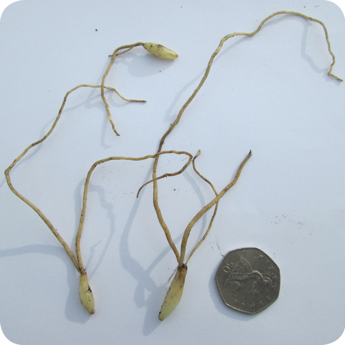 Wild Garlic/Ramsons (Allium ursinum) IN THE GREEN