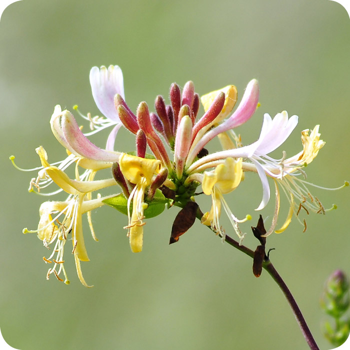 Honeysuckle (Lonicera periclymenum) Root Trainers