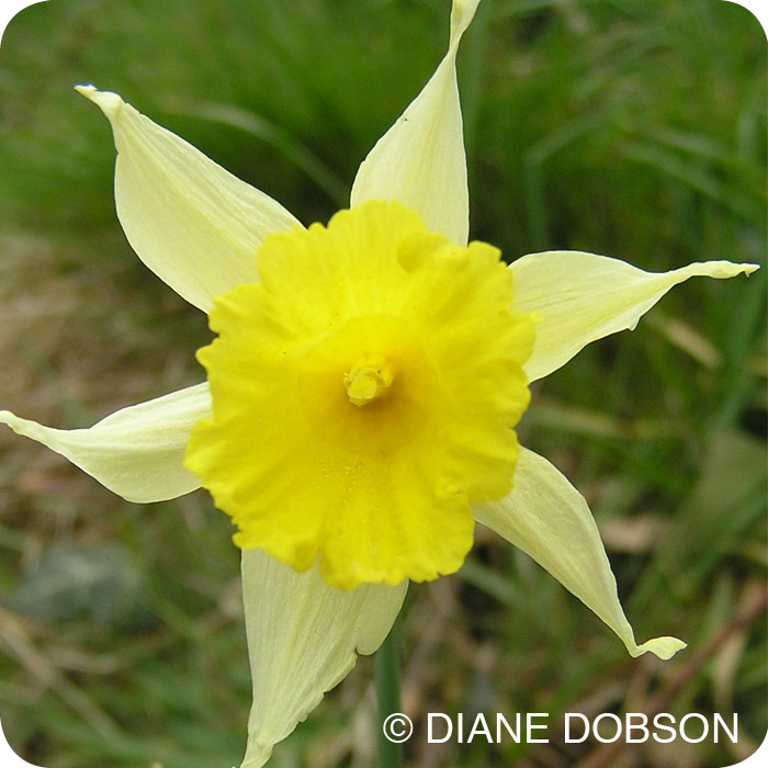 Wild Daffodil (Narcissus pseudonarcissus Lobularis) bulbs