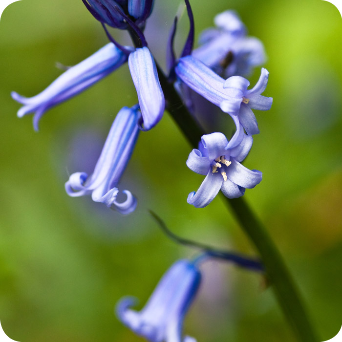 Scottish Bluebell (Hyacinthoides non-scripta) bulbs