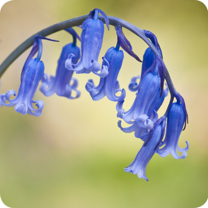 English Bluebell (Hyacinthoides non-scripta) bulbs IN THE GREEN