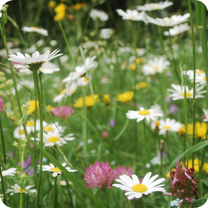 Neutral Hay Meadow (MG5) Seed Mix 