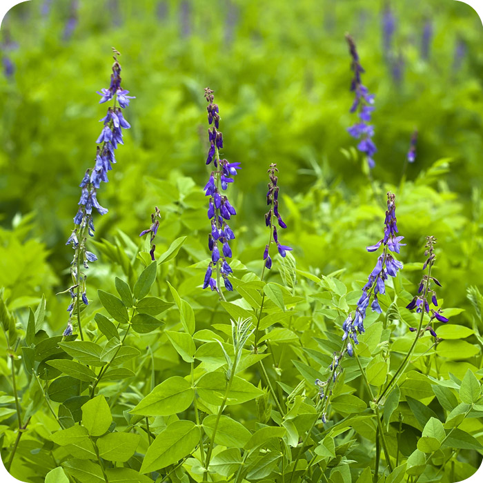 Tufted Vetch (Vicia cracca) plug plants