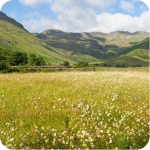 Neutral Hay Meadow Wildflower Seeds Only Mix