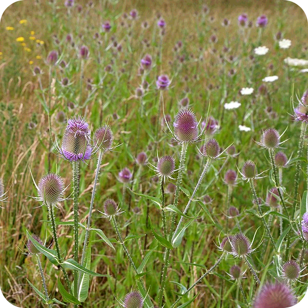 Teasel (Dipsacus fullonum) plug plants