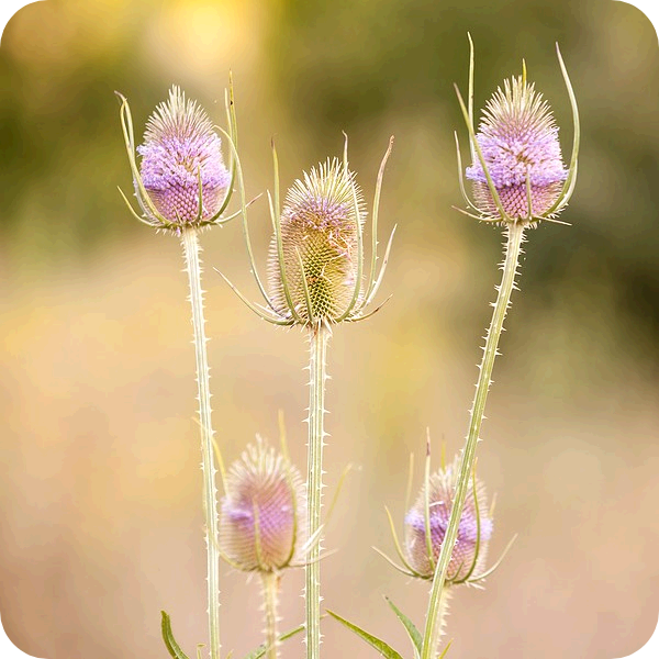 Teasel (Dipsacus fullonum) plug plants