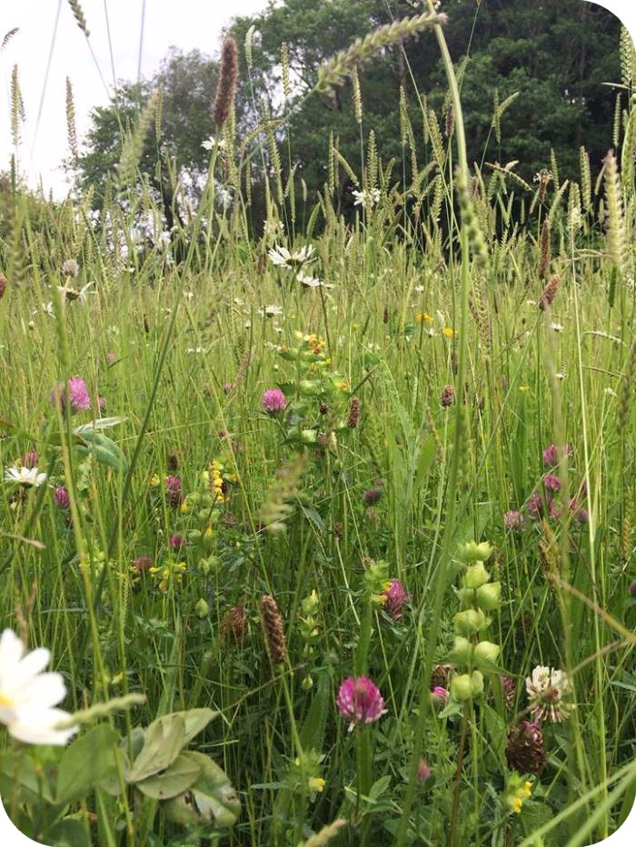 Neutral Hay Meadow (MG5) Seed Mix 