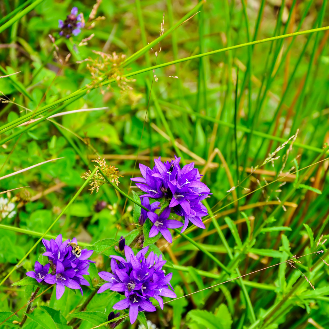 Clustered Bell Flower (Campanula glomerata) plug plants