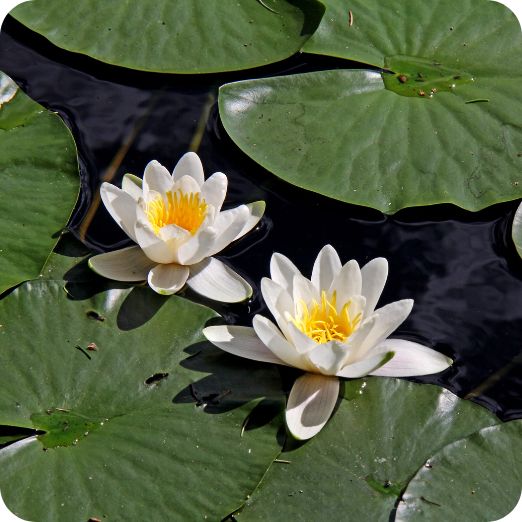 White Water Lily (Nymphaea alba) 11cm mesh pot plants