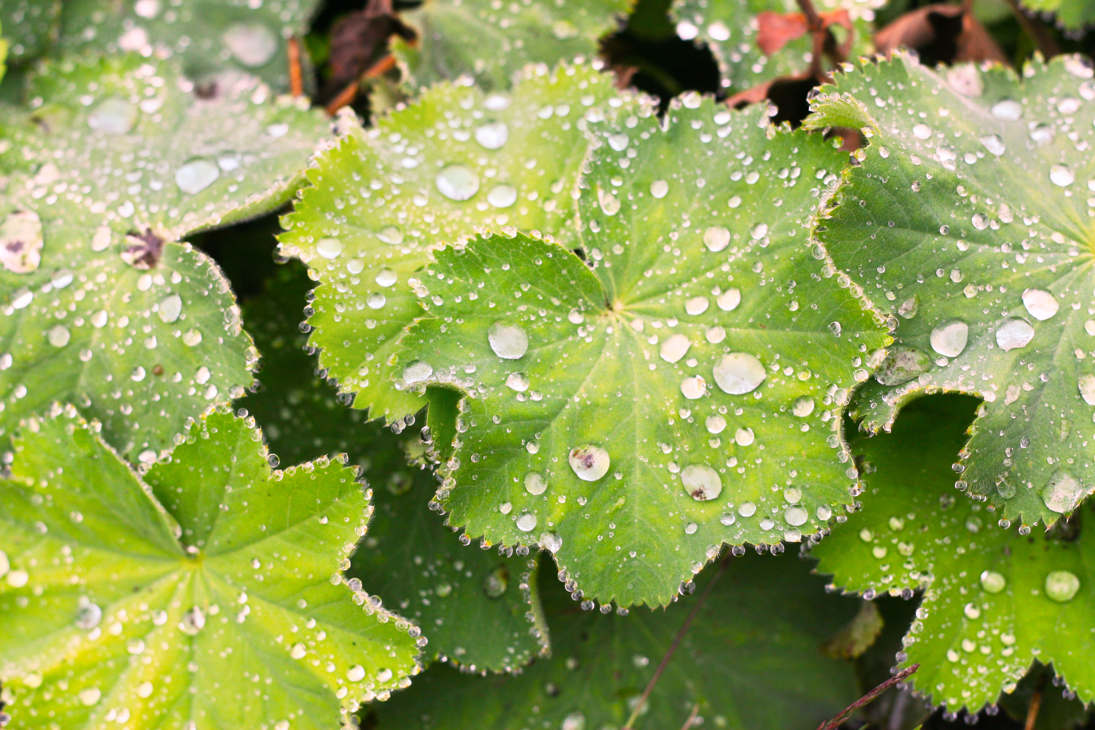 Lady's Mantle (Alchemilla filicaulis) plug plants