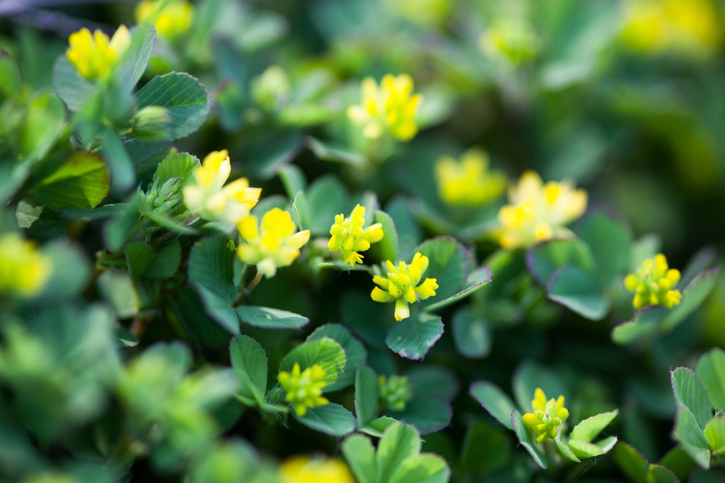 Black Medick (Medicago lupulina) plug plants Black Medick (Medicago lupulina) plug plants