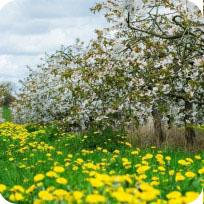 Orchard Meadow (Neutral Soil) Seed Mix 