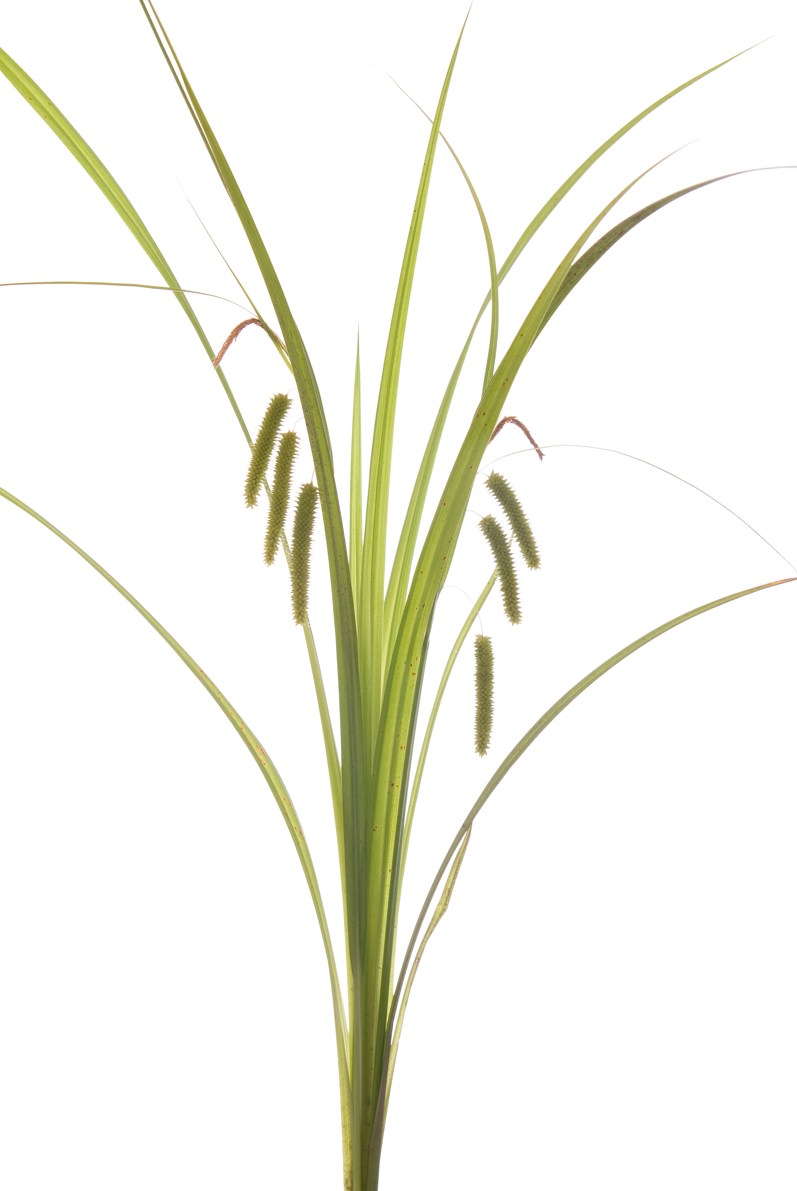 Cyperus Sedge (Carex pseudocyperus) plug plants 