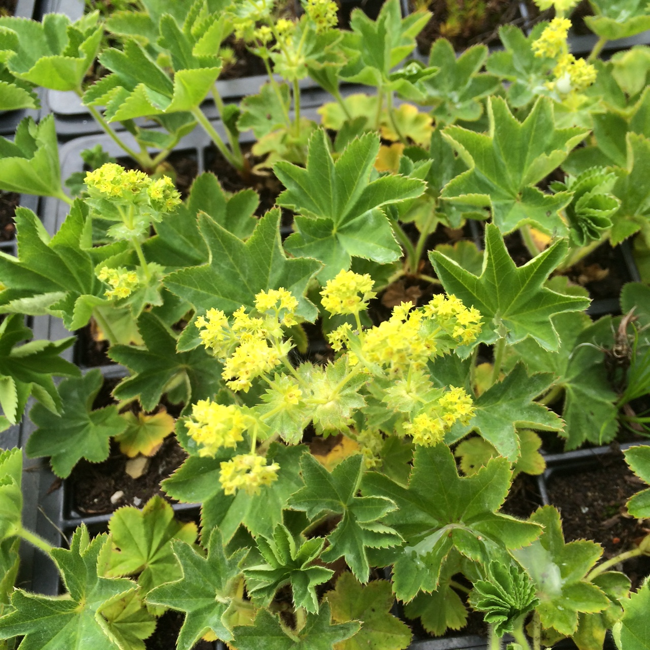 Lady's Mantle (Alchemilla vulgaris) plug plants