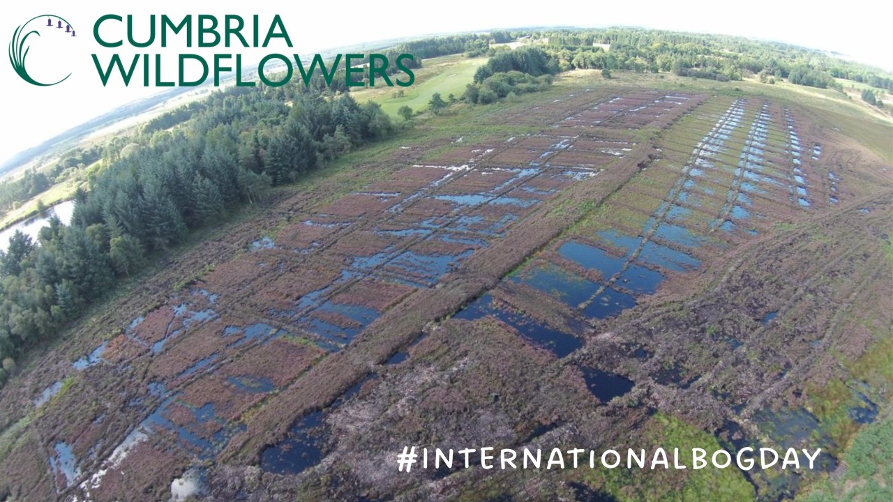 Celebrate International Bog Day with Cumbria Wildflowers