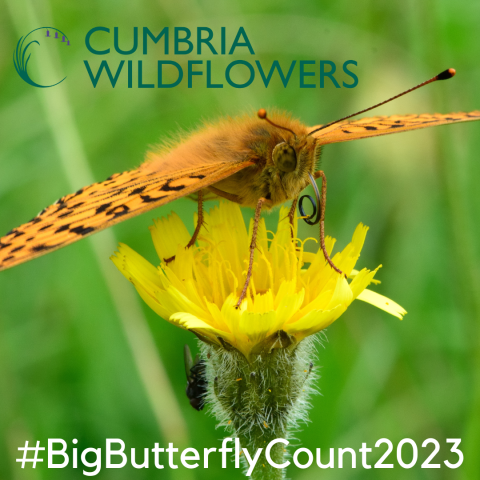 Cumbria Wildflowers and the Big Butterfly Count