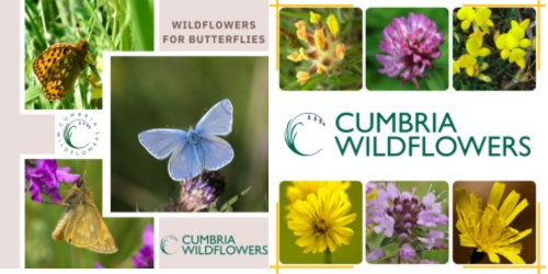 buy uk wildflowers online