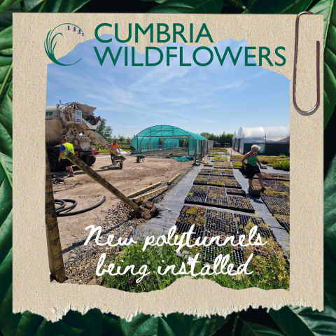 Cumbria Wildflowers Growing 