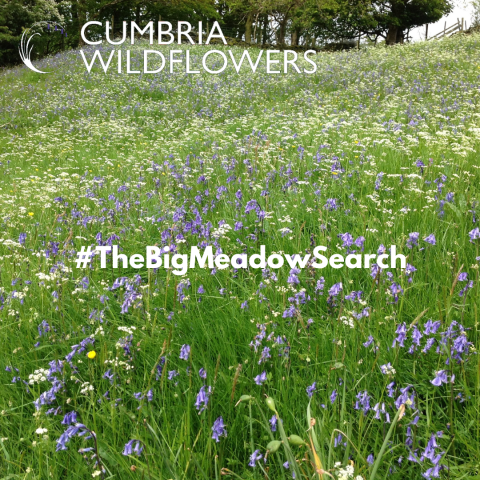 the big meadow search