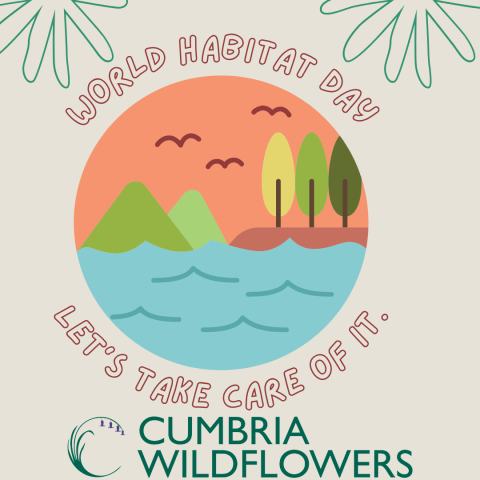 World Habitat Day at Cumbria Wildflowers