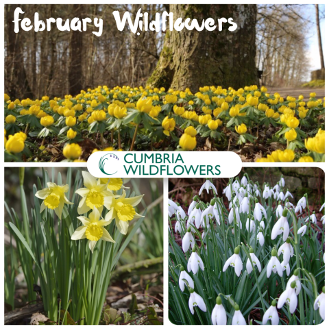 UK native wild flowers in February