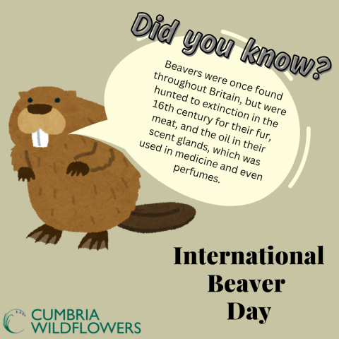 international beaver day