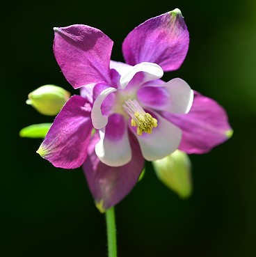 columbine wildflower