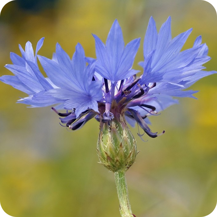 Cornfield Annuals Seed Mix