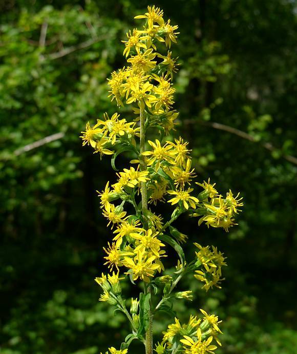 Goldenrod (Solidago virgaurea) plug plants Goldenrod (Solidago virgaurea) plug plants