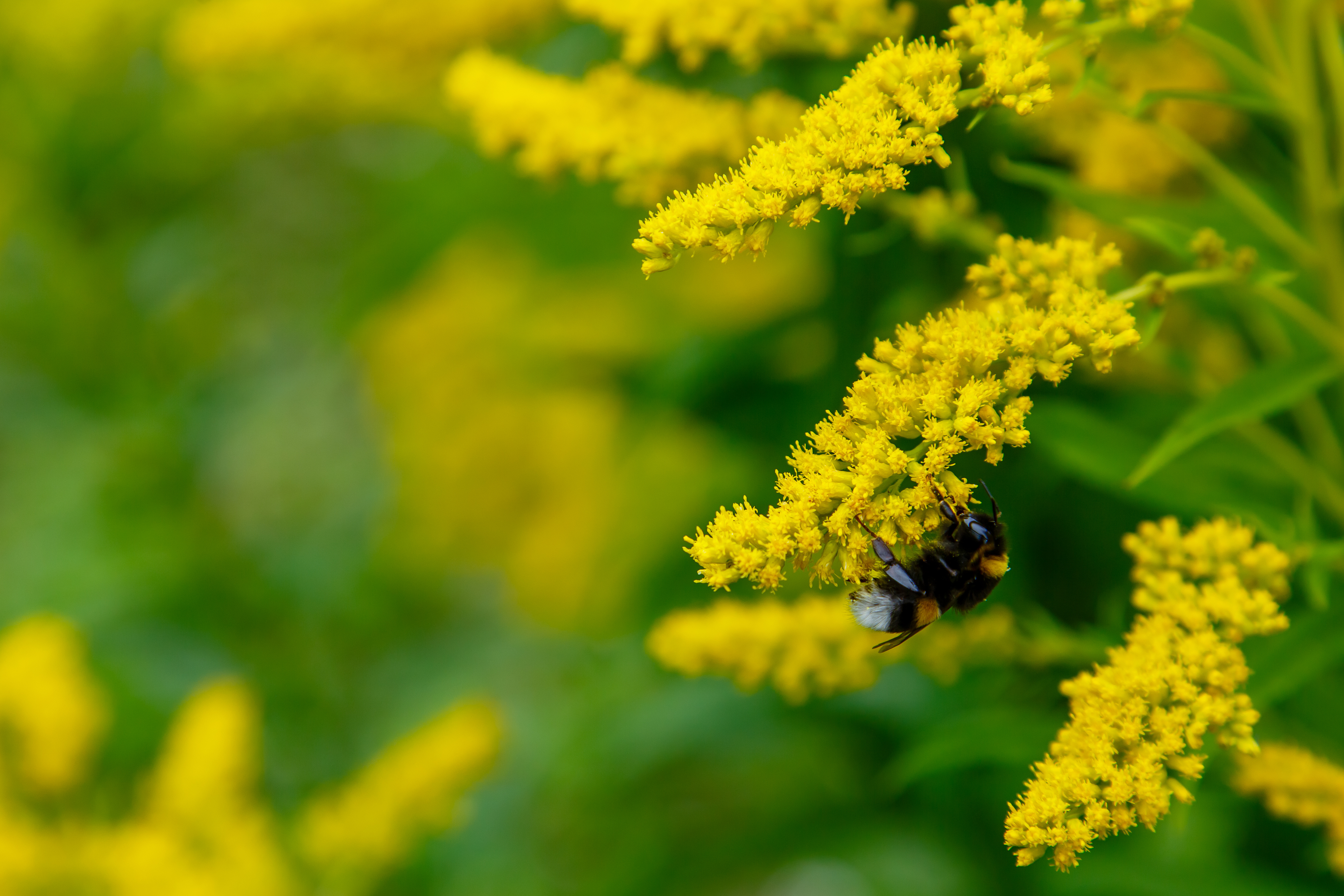 Goldenrod (Solidago virgaurea) plug plants Goldenrod (Solidago virgaurea) plug plants