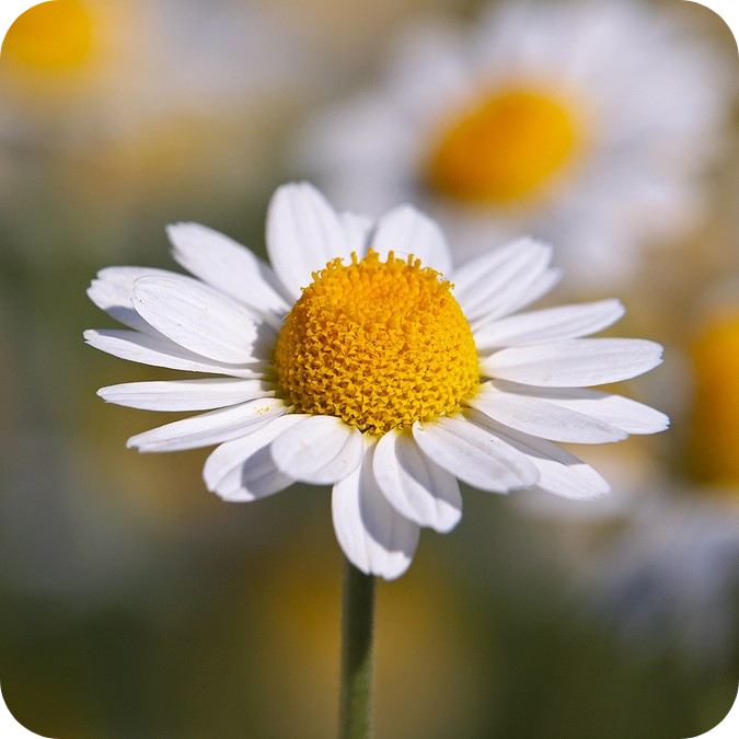 Cornfield Annuals Seed Mix Cornfield Annuals Seed Mix