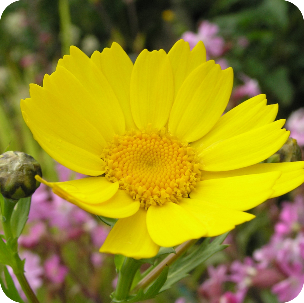 Cornfield Annuals Seed Mix