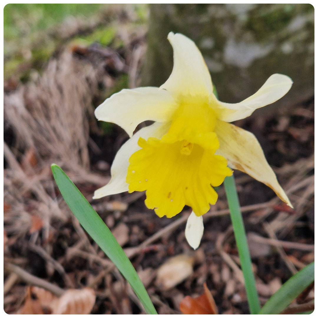 Wild Daffodil (Narcissus pseudonarcissus Lobularis) Bulbs In The Green