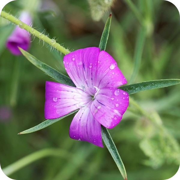 Cornfield Annuals Seed Mix